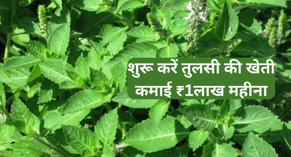 Tulsi Farming