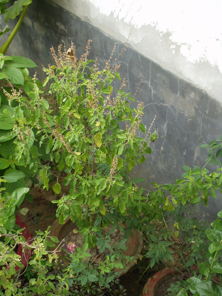 Tulsi Farming