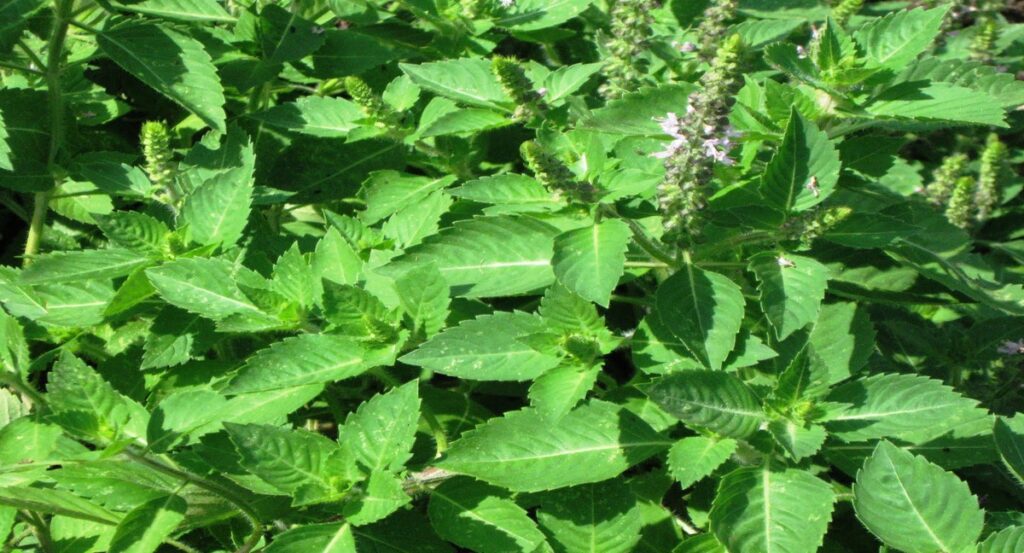 Tulsi Farming